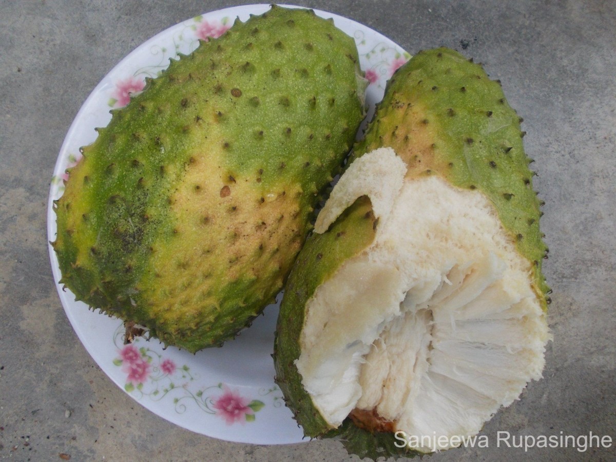 Annona muricata L.